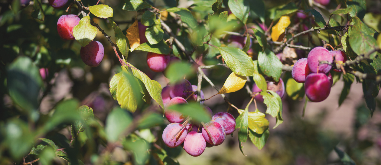 nature-spirituality-harvest2